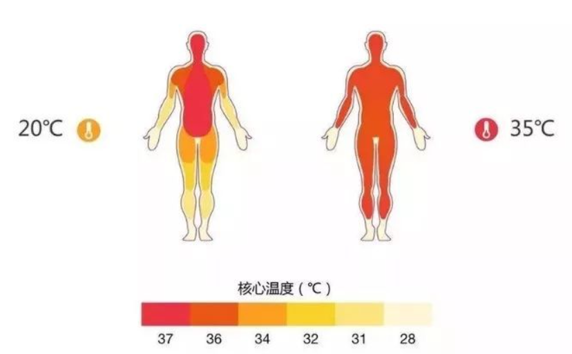 人体最新温度的探索与理解