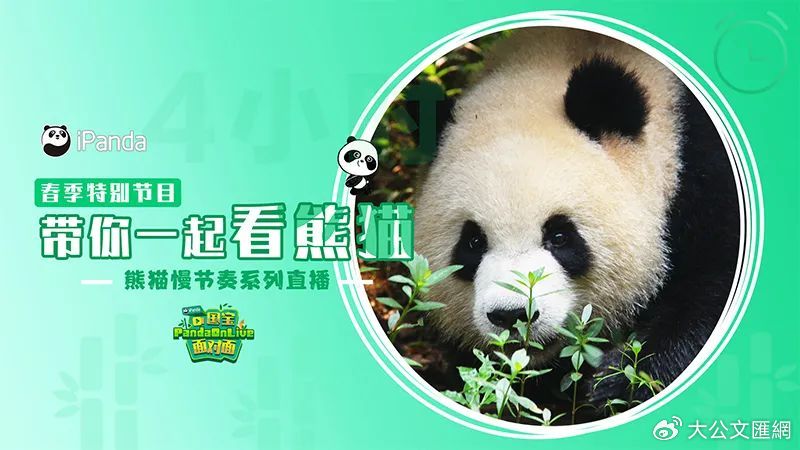 熊猫的日记最新篇章——大自然的绿色使者