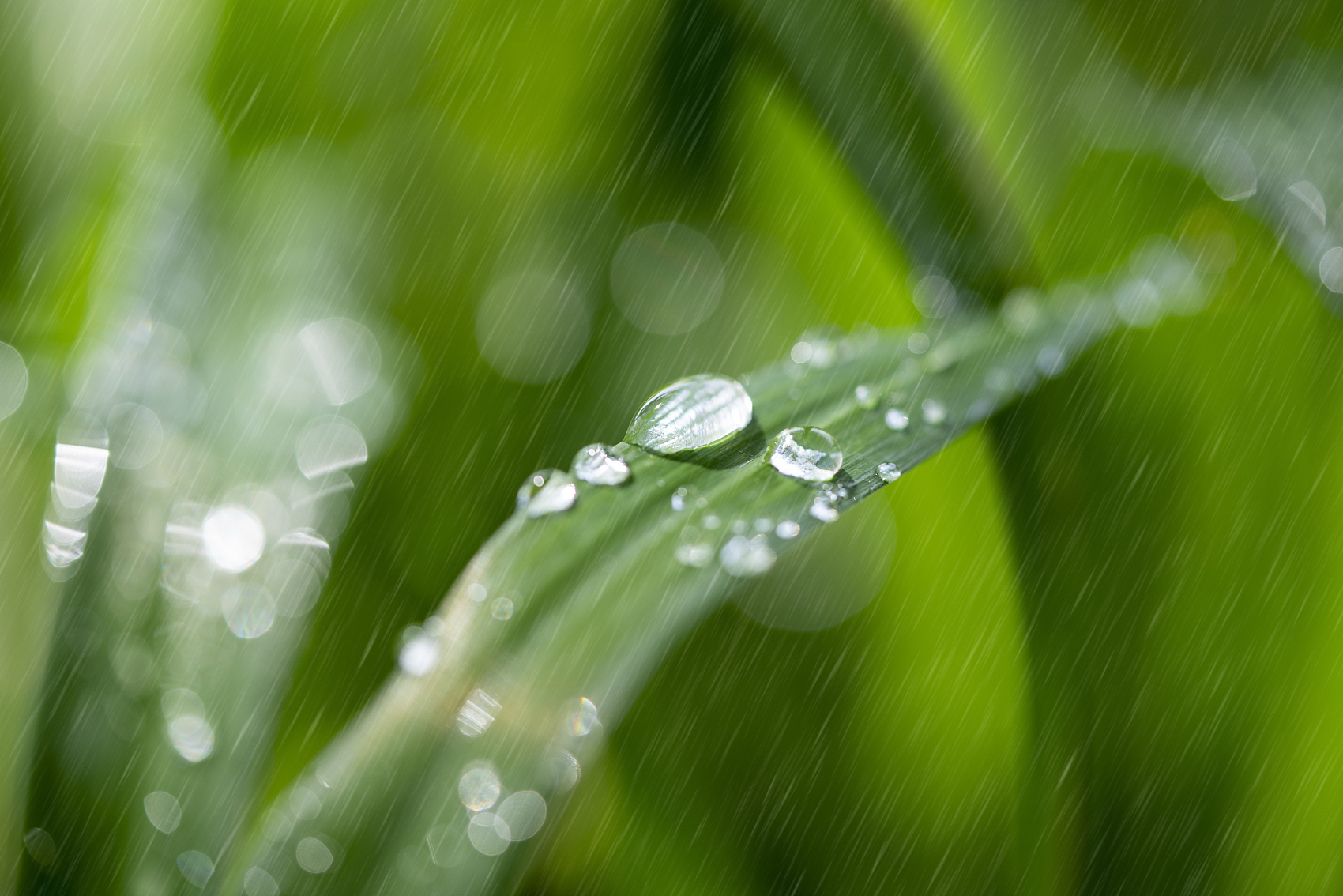 最新雨水图片与自然之美